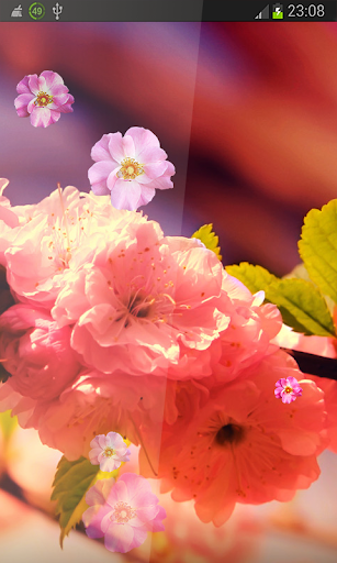 免費下載個人化APP|Spring Flowers HD LWP app開箱文|APP開箱王