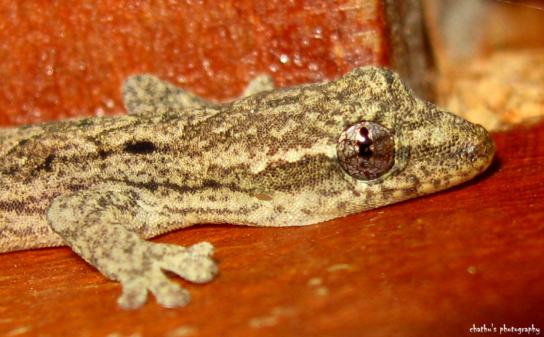 Mourning gecko