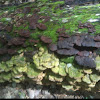 Various fungus on same log 1of 2
