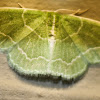 Wavy-lined Moth