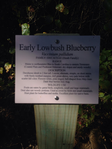 Early Lowbush Blueberry Example
