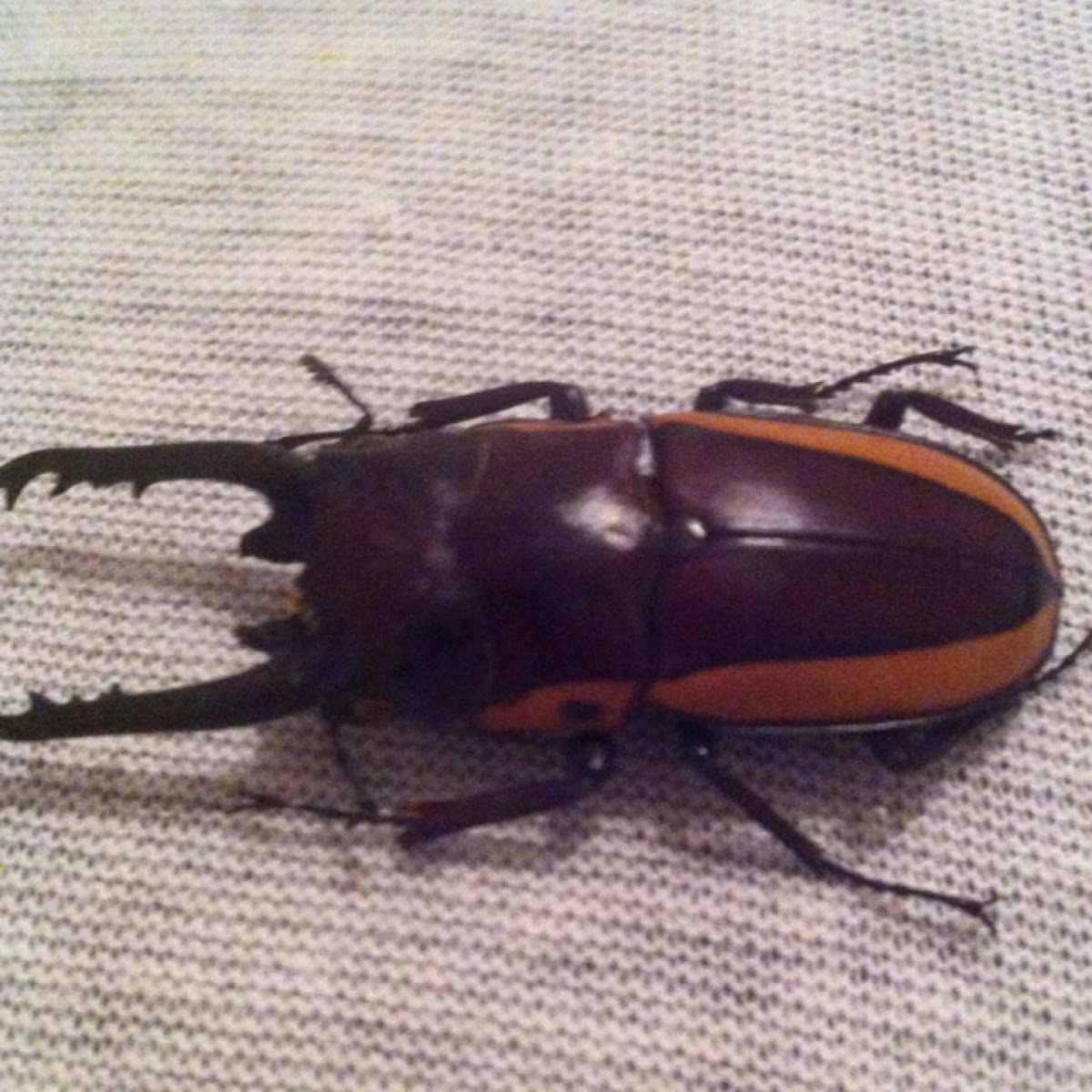 Bison Stag Beetle