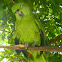 green parrot