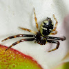 Crab spider; Araña Napoleón