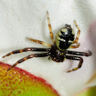 Crab spider; Araña Napoleón