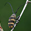 Threebanded longhorn beetle