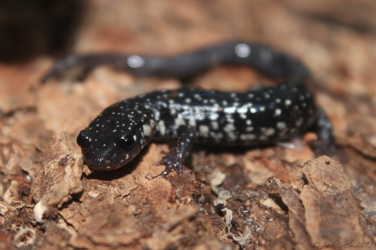 Northern Slimy Salamander