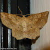 Euchlaena Moth