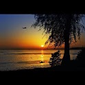 Love Sea Live Wallpaper LWP logo