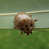 eucalyptus leaf beetle