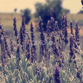 Lavender by Juliana Sabo - Nature Up Close Other plants