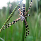 Black and Yellow Argiope