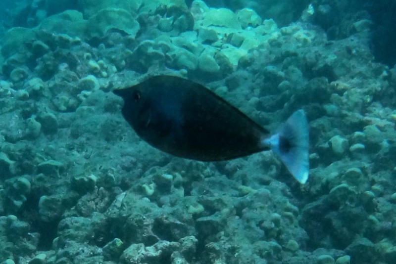 Paletail Unicornfish