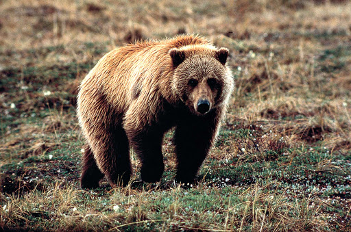 bear-Denali-Alaska - A grizzly bear lumbers through Denali National Park in Alaska.