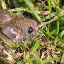 Field/Wood Mouse