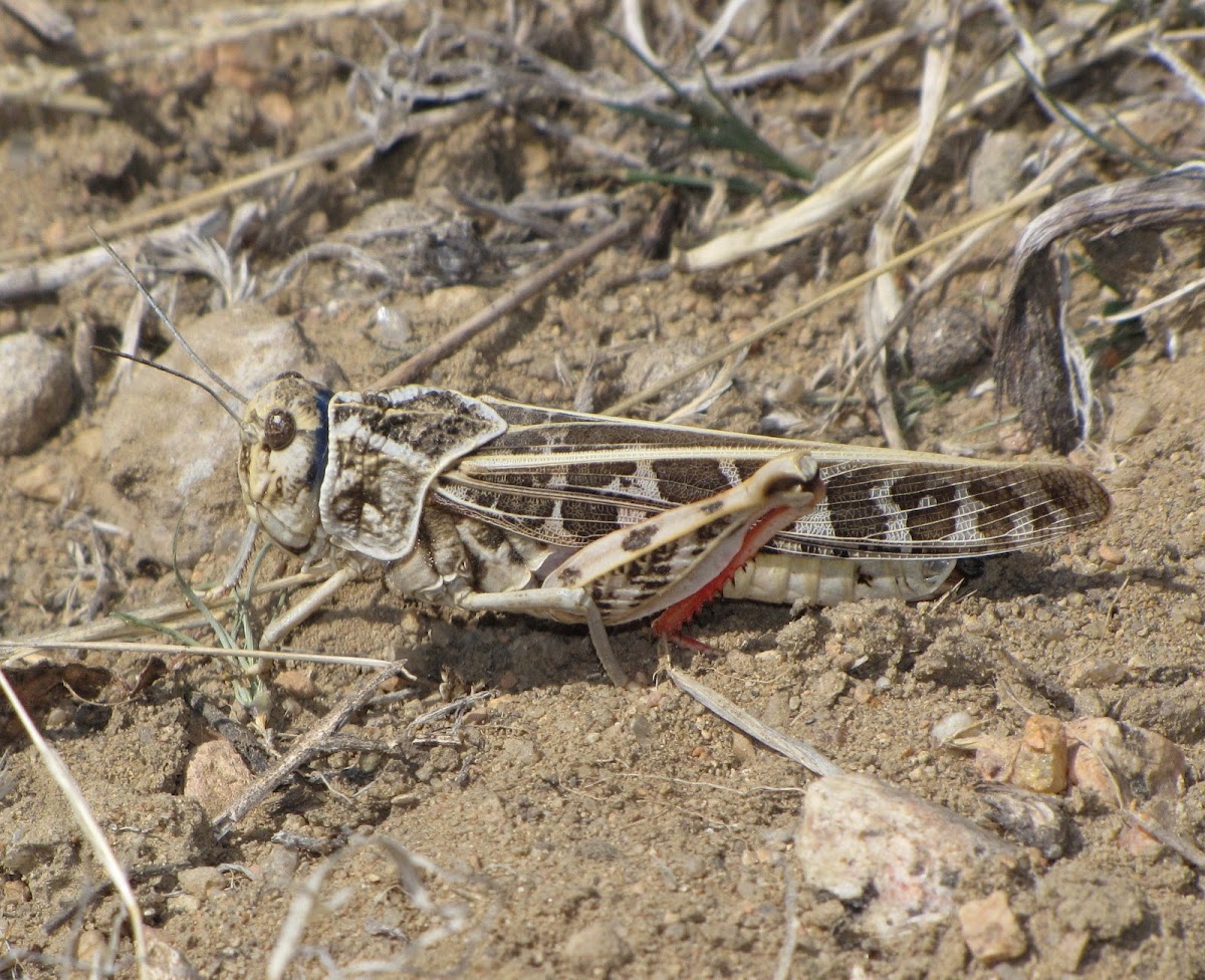 Red-shanked Grasshopper