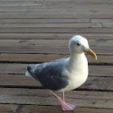Glaucous Winged Gull