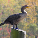 Double - crested Cormorant