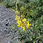 Yellow Bush Lupine