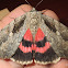 Sweetheart Underwing Moth