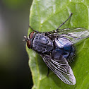 Blue Botte Fly