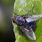 Blue Botte Fly