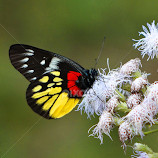 Butterfly 2014-1 by Asif Bora -  