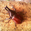 Horn Beetle