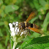 Megachilid bee