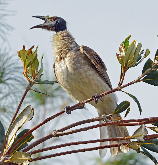 Noisy Friarbird Call – Species profile— Philemon corniculatus (noisy ...