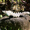 Spiny-tailed Iguana