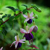Fuchsias purpura