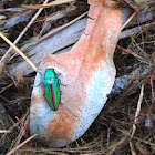 Golden Jewel Beetle