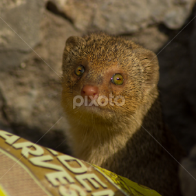 Indian Grey Mongoose by Saurabh Midha - Animals Other Mammals