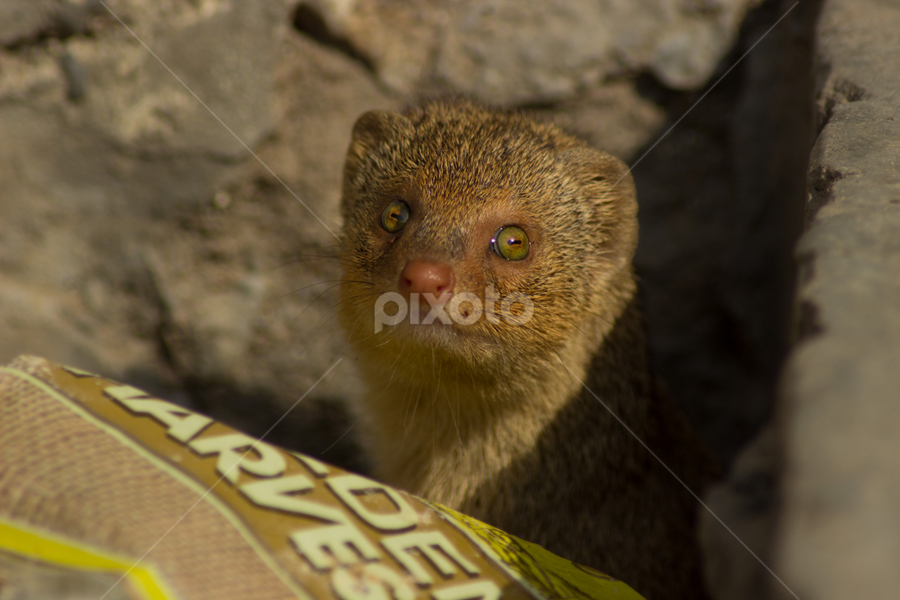 Indian Grey Mongoose by Saurabh Midha - Animals Other Mammals