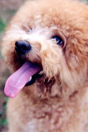 Poodle Puzzle by BookMan poster 3