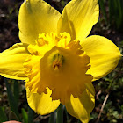 Daffodil