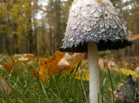 Shaggy Mane (opened)