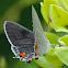 Gray Hairstreak Butterfly