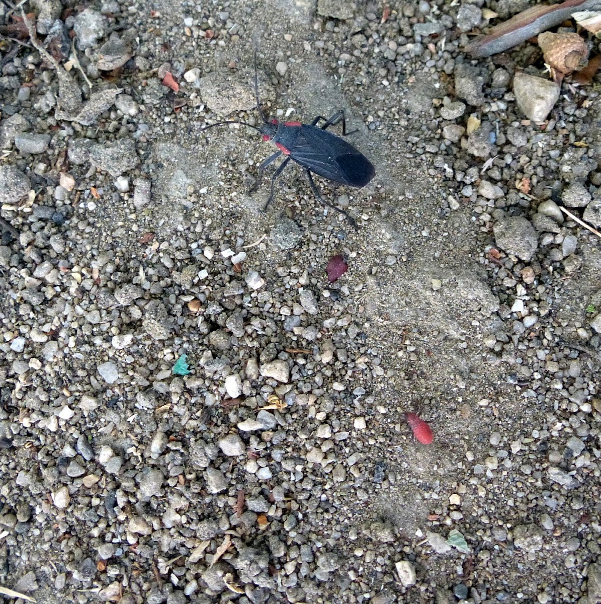 Red Shouldered bug