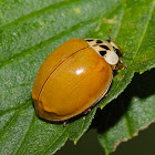 Multi-colored Asian Lady Bug