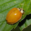 Multi-colored Asian Lady Bug
