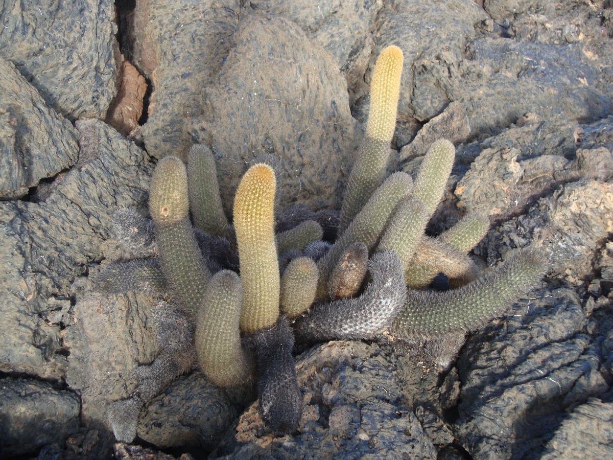 Lava cactus 