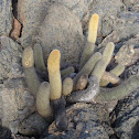 Lava cactus 