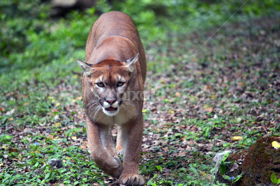 Mexican Puma | Lions, Tigers & Big Cats | Animals | Pixoto