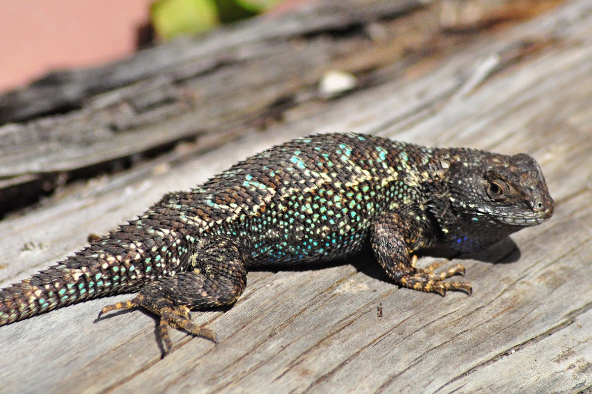 Western Fence Lizard