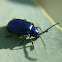 Metallic flea beetle