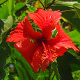 Edible and Medicinal Plants of Costa Rica