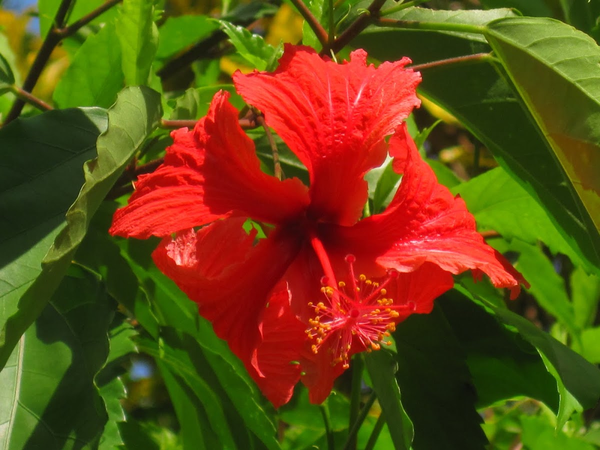 Hibiscus Andersonii
