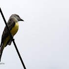 Sirirí común Tropical kingbird